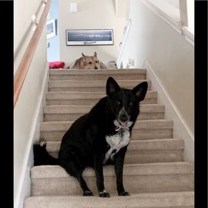 Meet your Posher, Daun